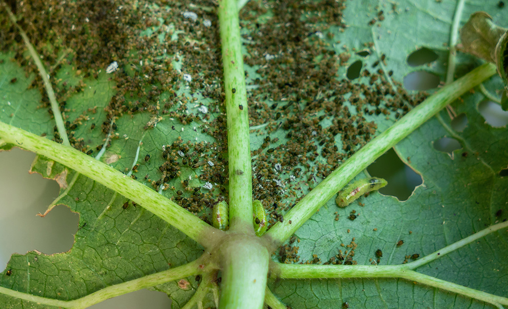 How to Identify and Control Thrips