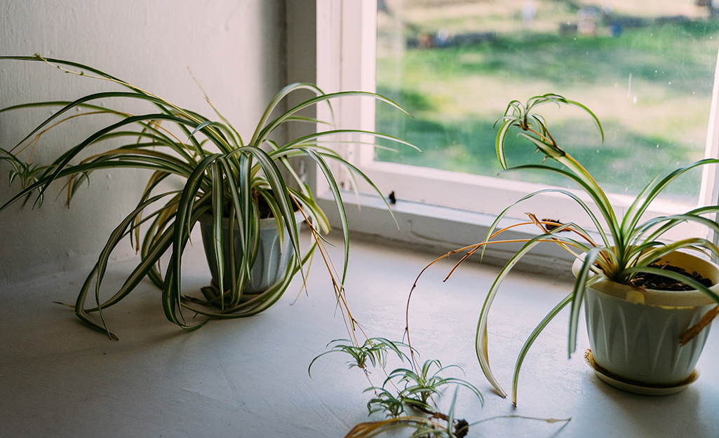 Thrips on Houseplants: 6 Top Steps to Treat (and prevent)