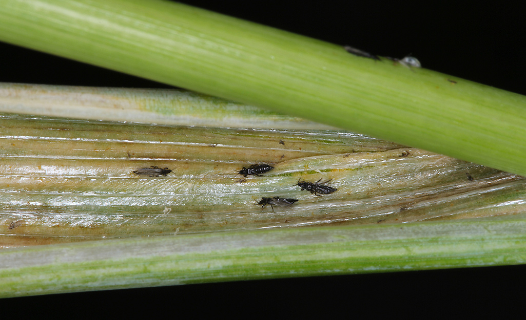 Thrips inside the step of a plant.