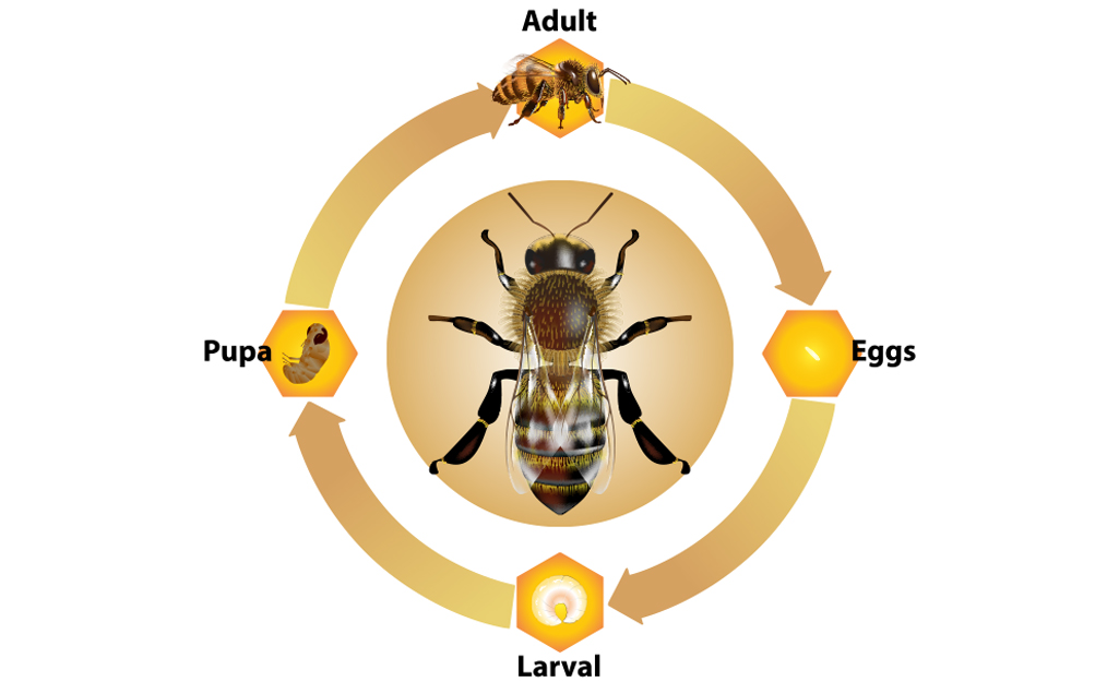 Life cycle of a wasp.