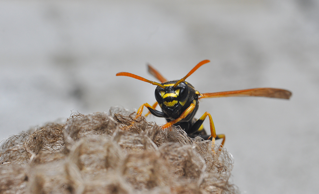 Wasp perched on its nest.