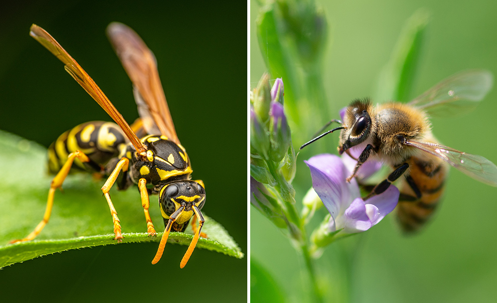 Comparison of a wasp on the left, a bee on the right.