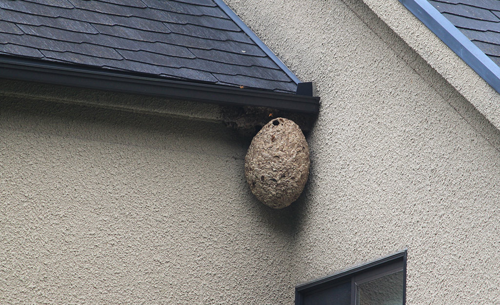 A wasp nest in the corner of a house.