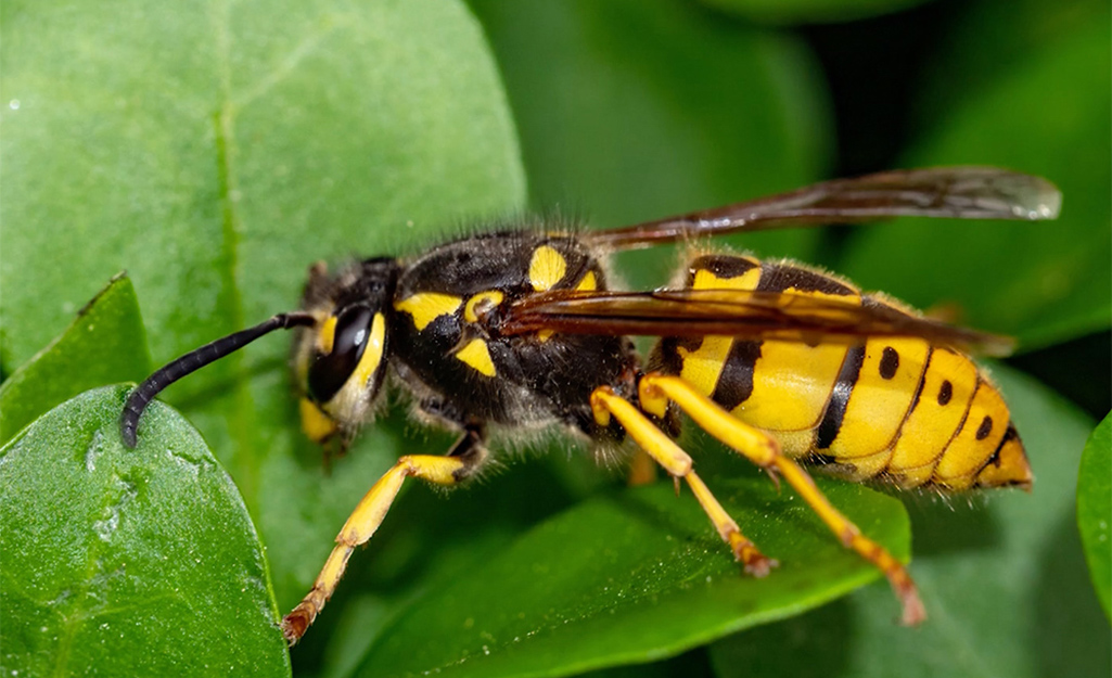 How To Get Rid of Yellow Jackets