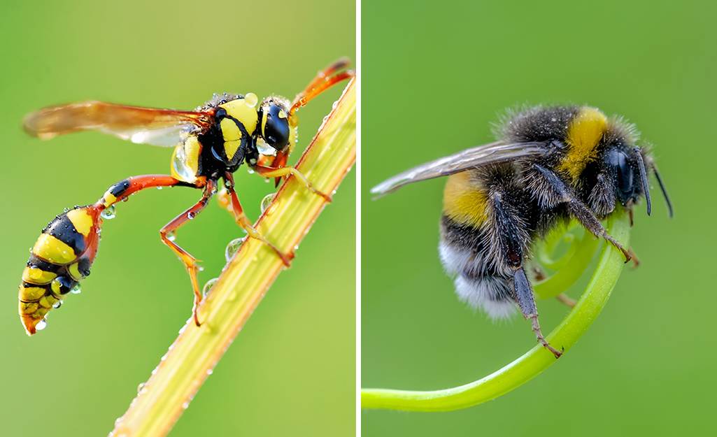 Best way to get rid of deals yellow jackets in the ground