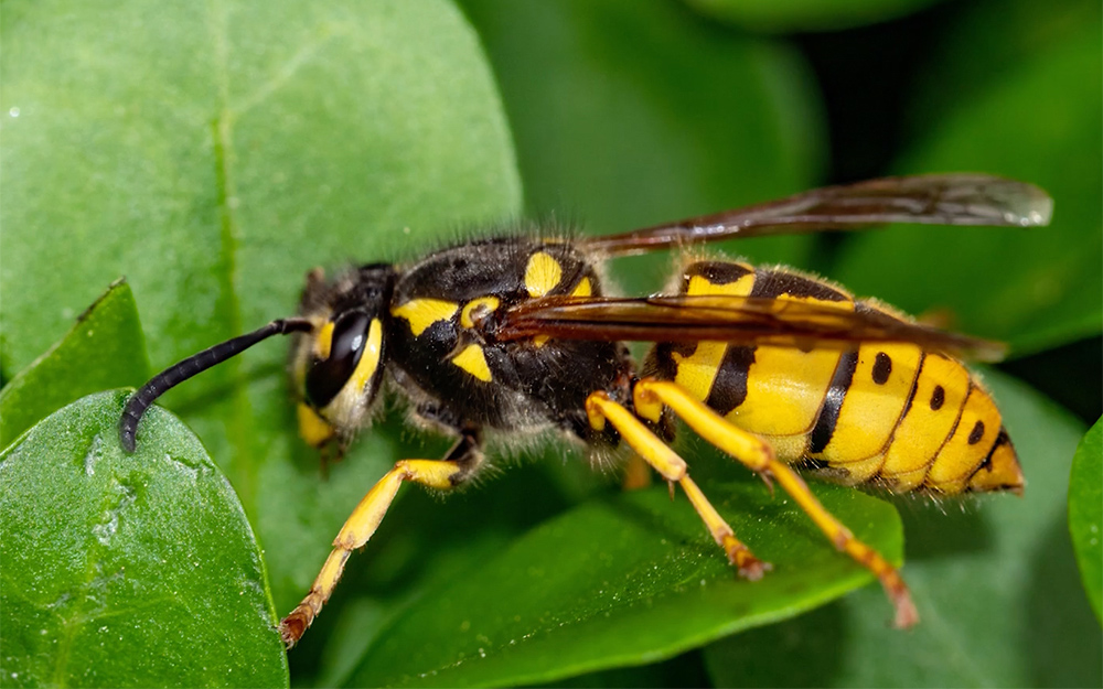 How to Get Rid of Yellow Jackets - The Home Depot