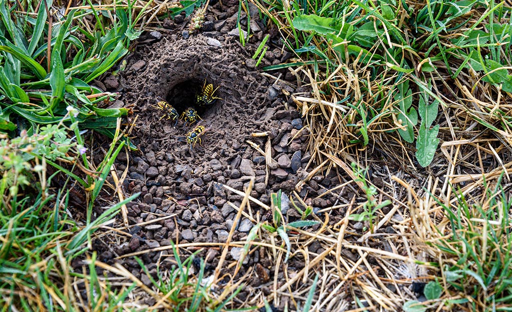 ground nesting yellow jackets control