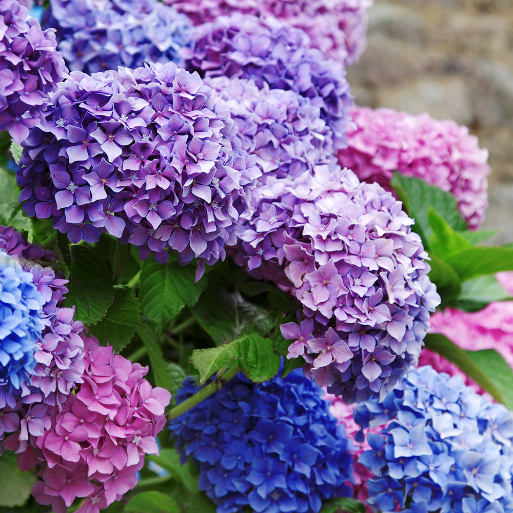 How to Grow 10 Top Perennials for Summer - The Home Depot