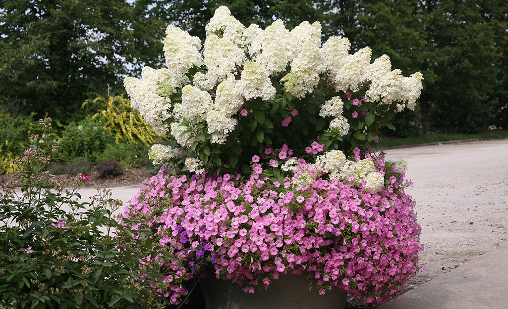 hydrangea companion plants