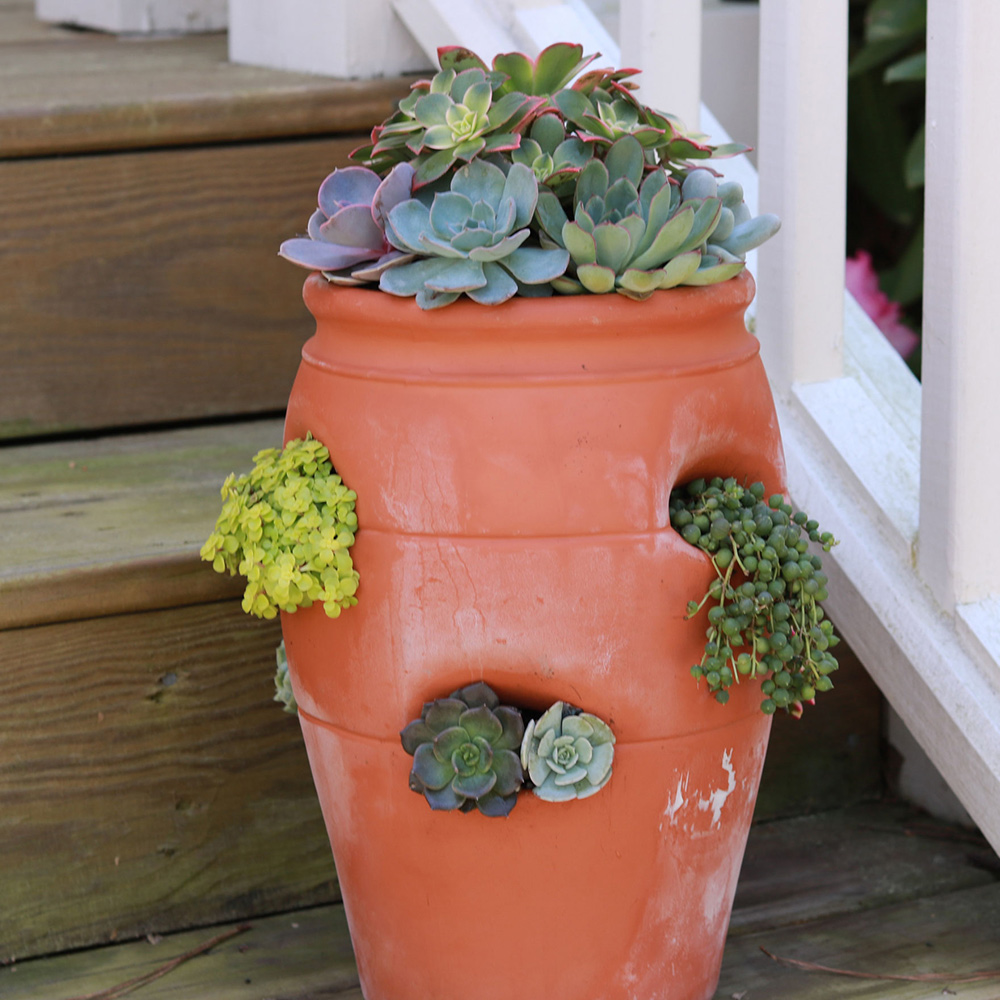 A terra cotta strawberry jar is filled with succulents.