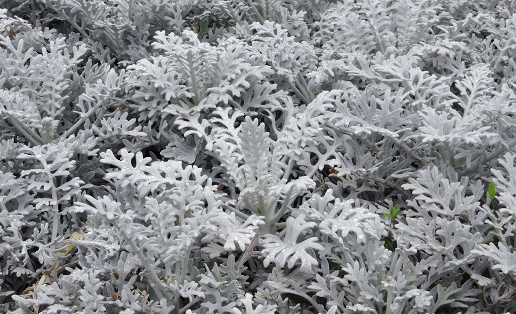 Dusty miller adds a different color to your flower arrangements.