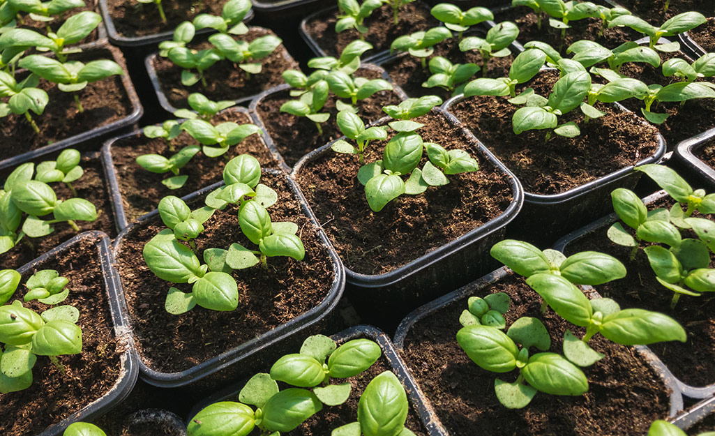 Basil sprigs in small pots.