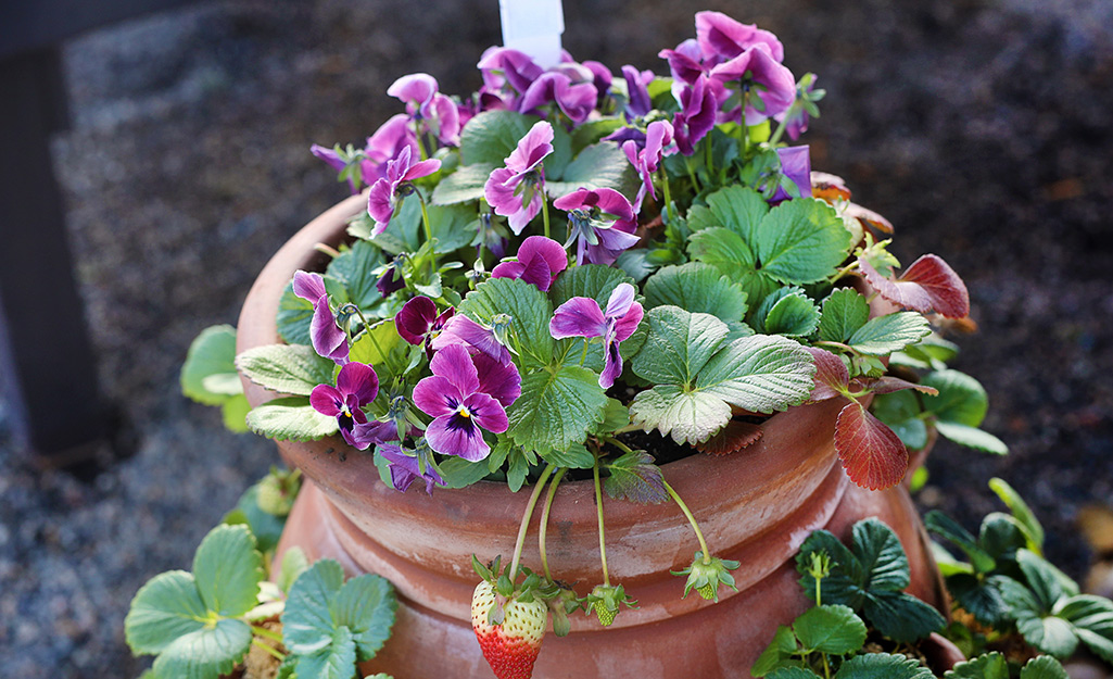 A clay strawberry jar filled with pansies.
