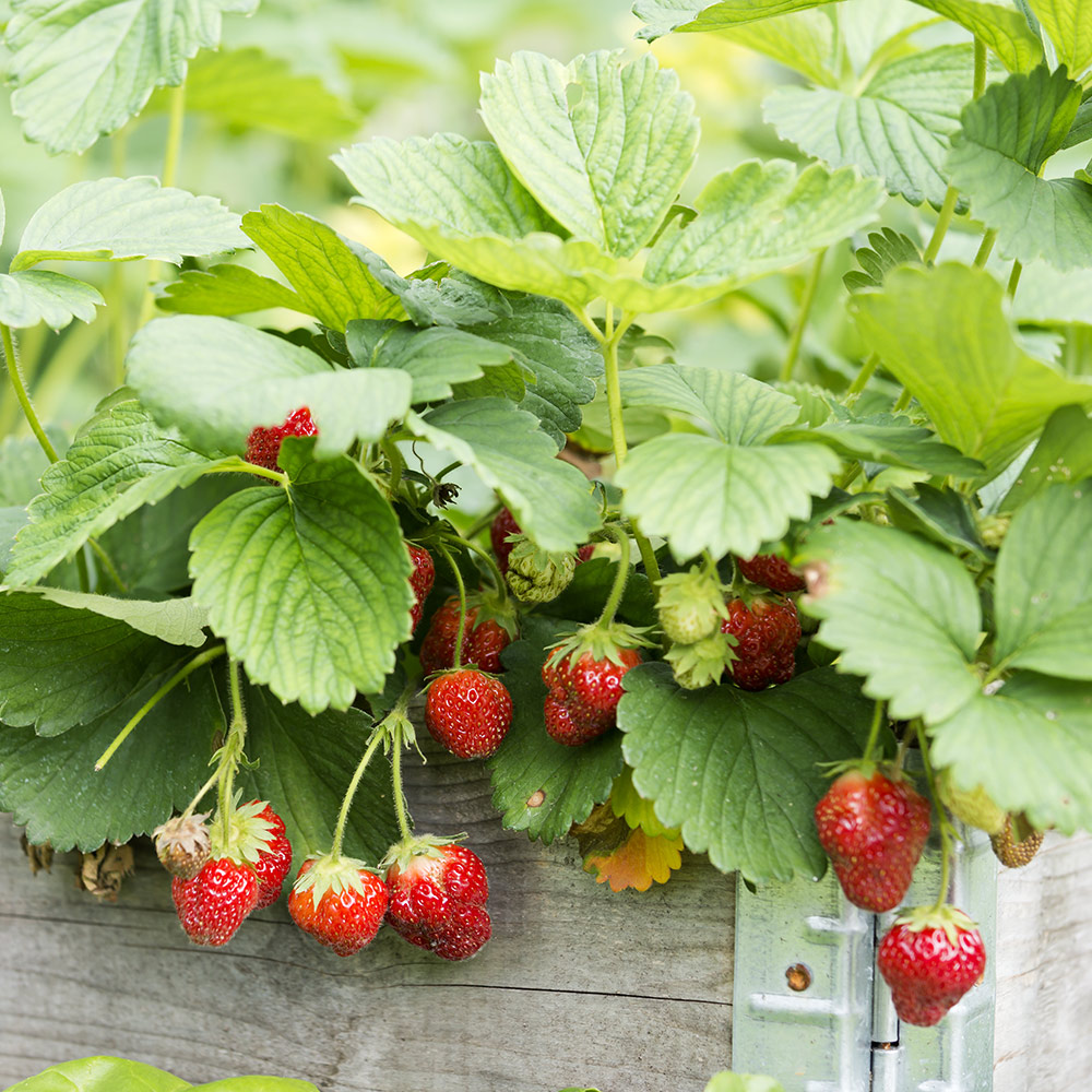Søgemaskine optimering liste Soldat How to Grow a Berry Garden in Your Backyard - The Home Depot