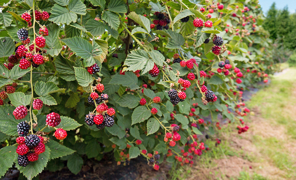 Growing Raspberries and Blackberries in a Home Garden