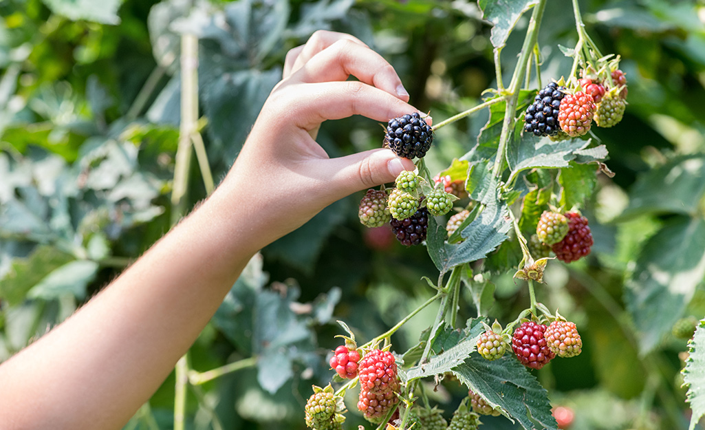 Tube Dress Blackberries