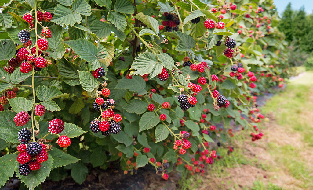 How to Grow Blackberries and Raspberries