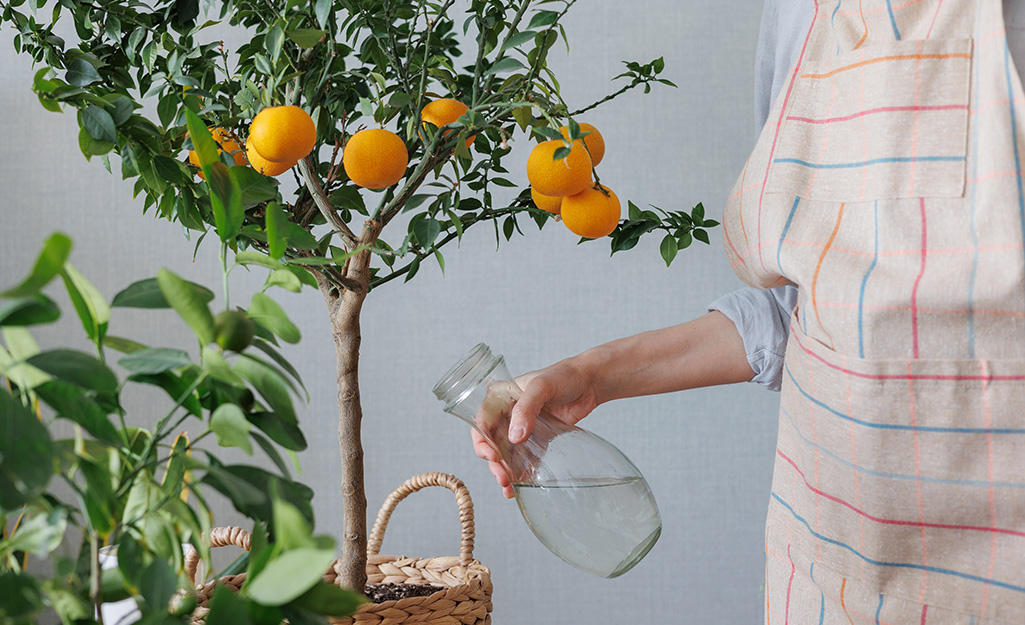 How to Grow and Care for Orange Trees
