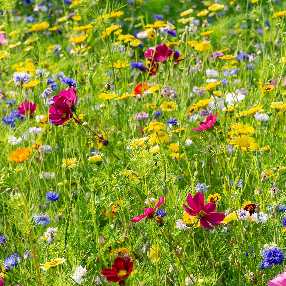 Wildflower Lawn Tips - What to Know Before Planting