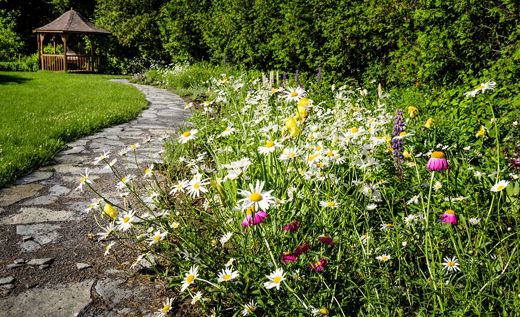 A sunny border of wildflowers by a paver path