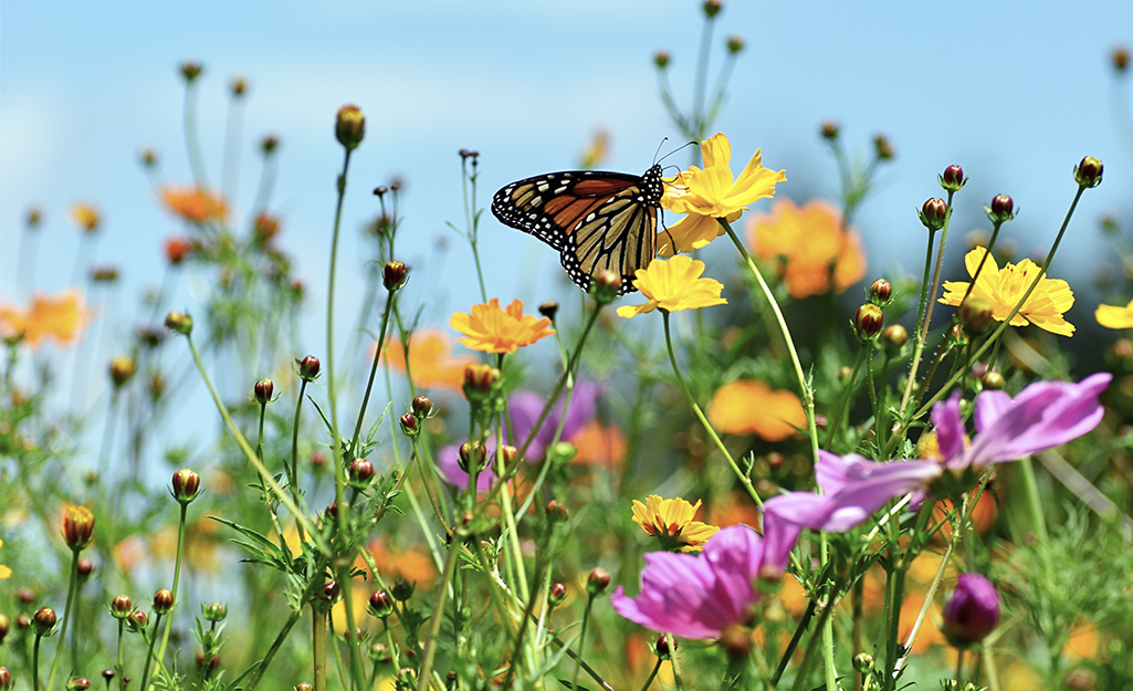 Monarch butterfly on wildflowers