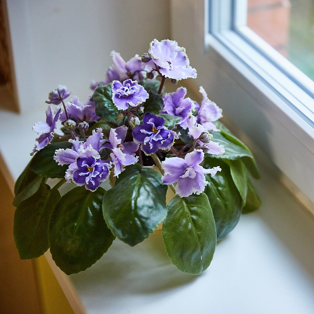How To Grow African Violets 2023 Hero 