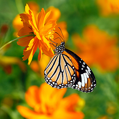 Butterfly on an orange flower
