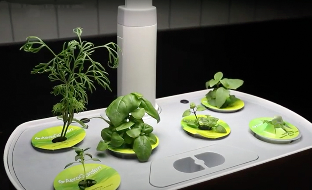 Herbs growing in a hydroponic garden.