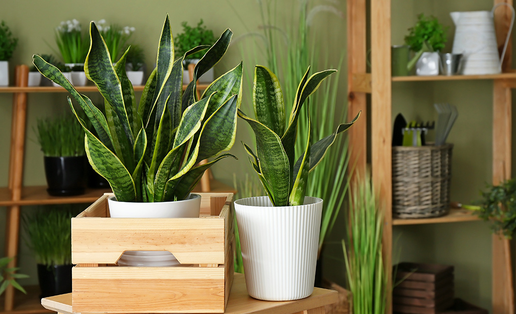 A snake plant in a white pot sits next to a wooden crate that holds another snake plant.