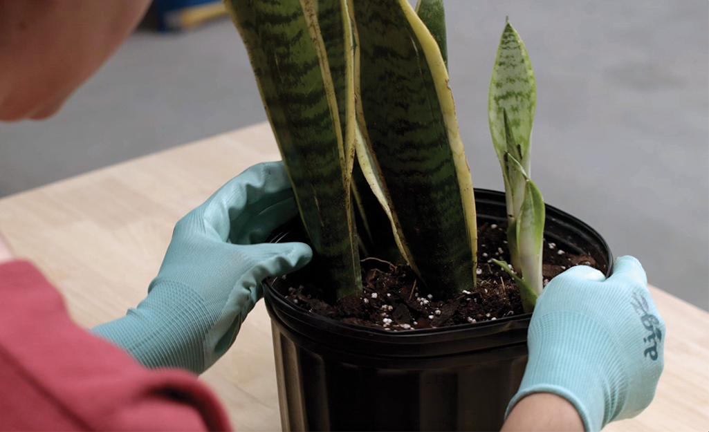 A person wearing gloves holds the edges of a snake plant pot.