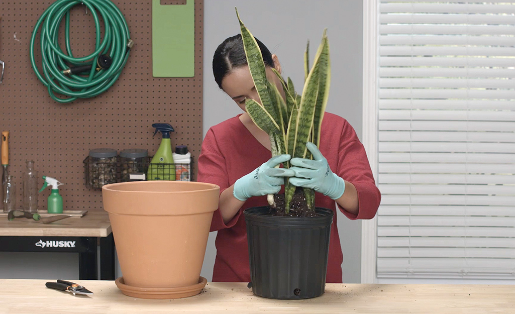 A woman wearing gloves grasps the leaves of a snake plant to remove it from a pot.