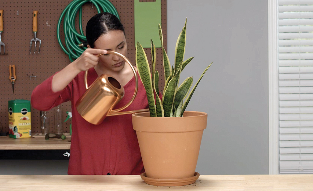 A woman waters a snake plant with a copper watering can.