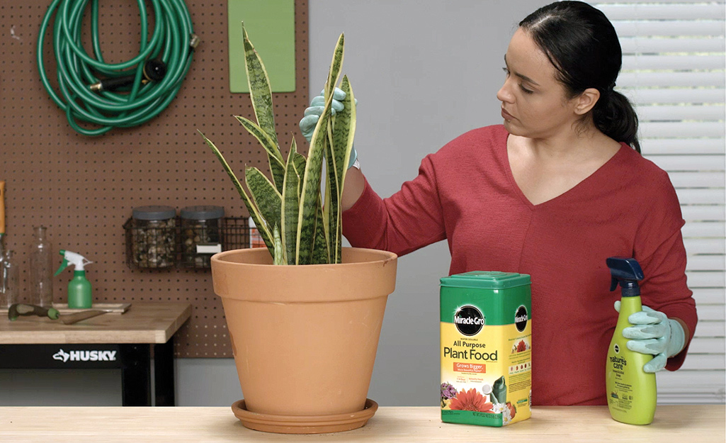 A woman examines the leaves of a snake plant to check for pests.