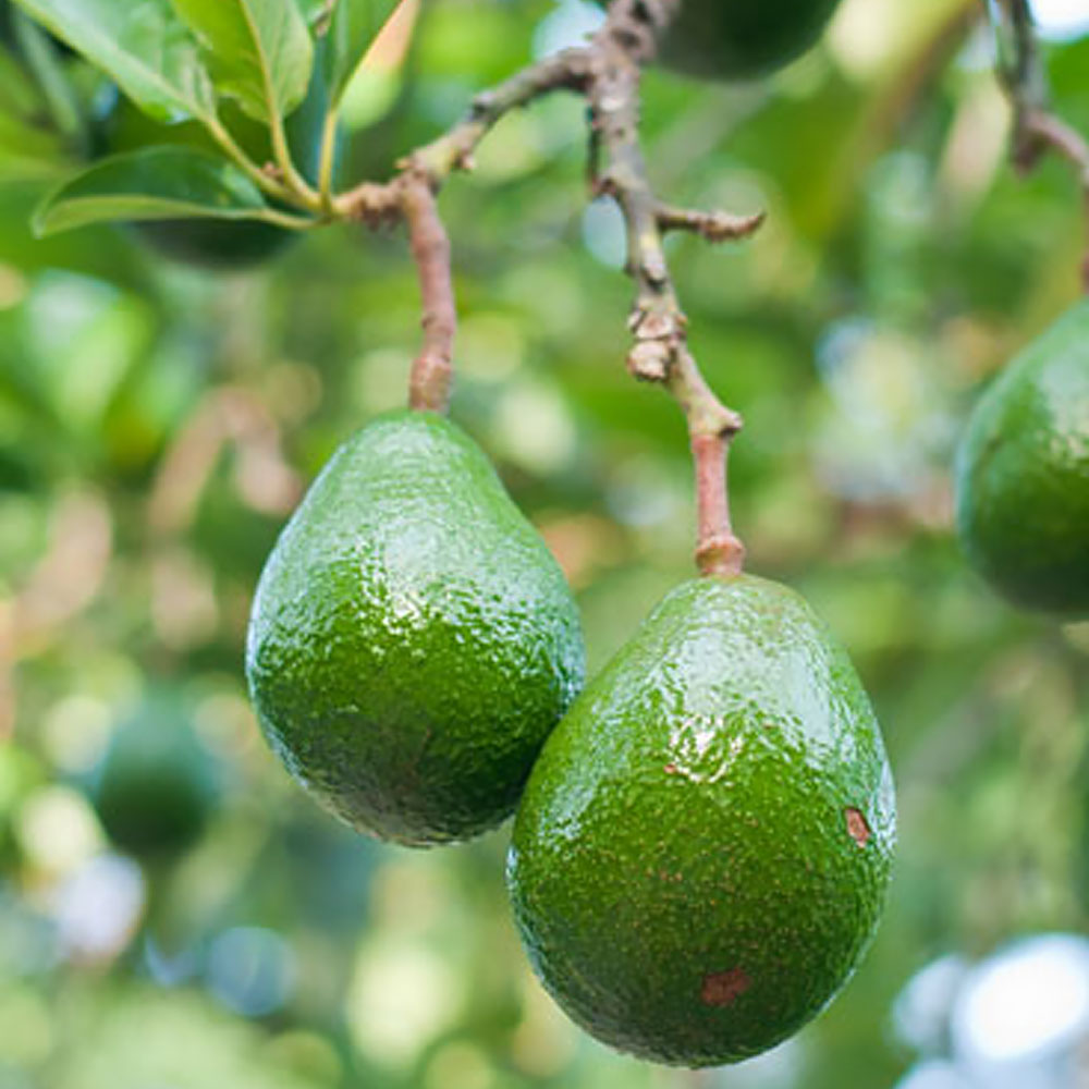 How To Grow An Avocado Tree, 55% OFF