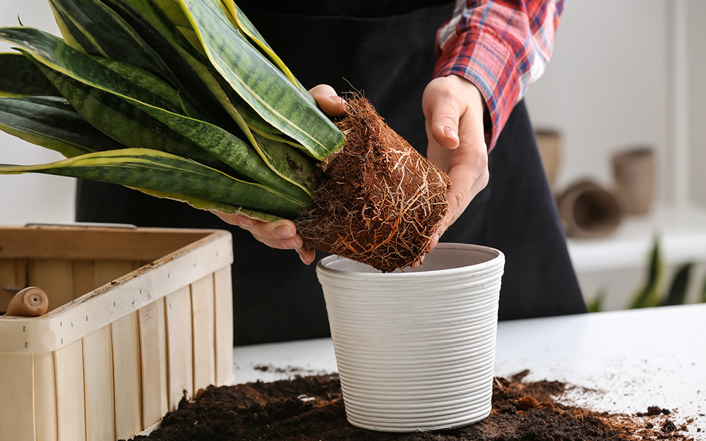A gardener plants a snake plant in a pot.