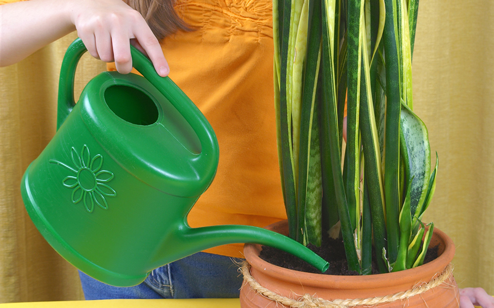 A gardener waters a snake plant with a watering can.