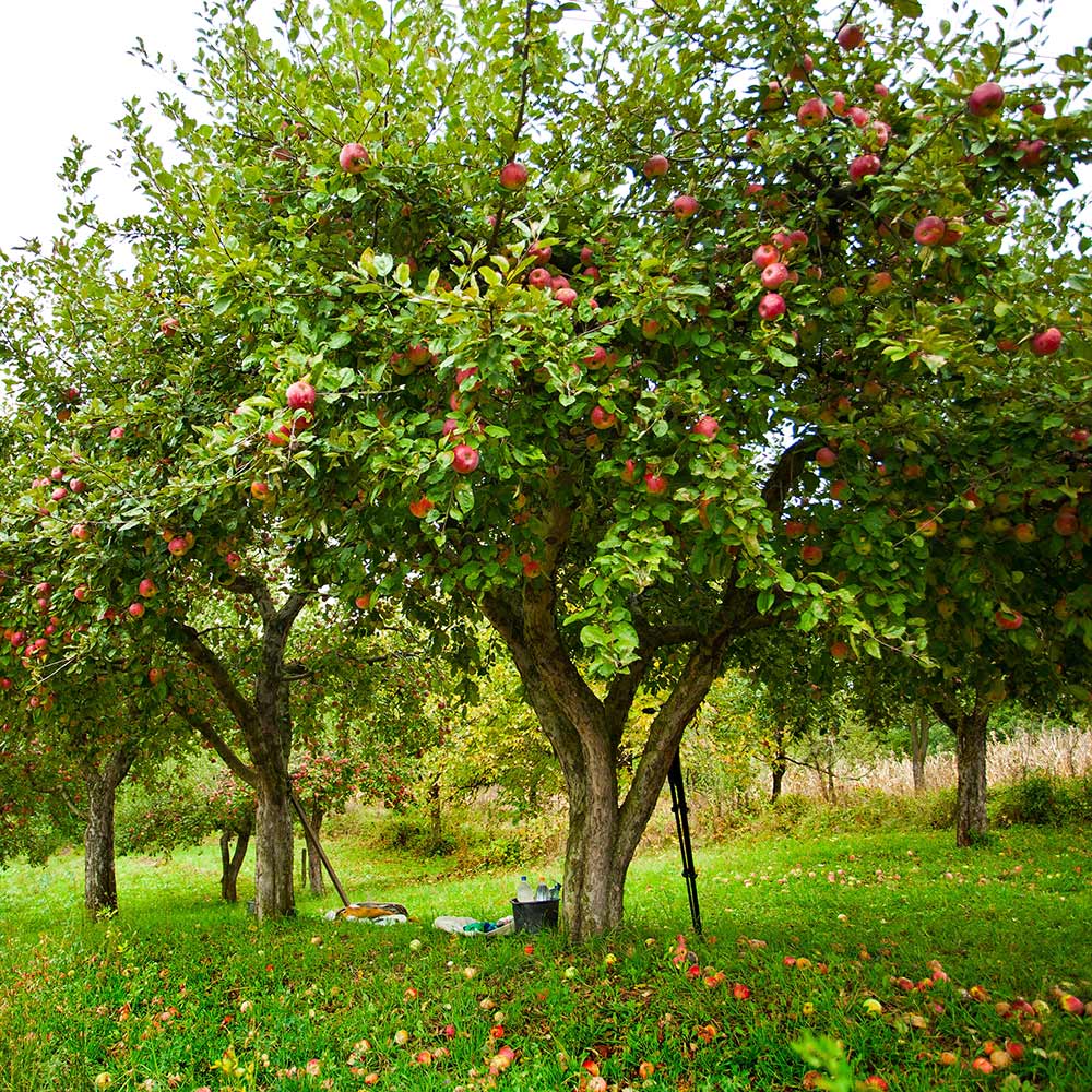 An apple tree grows in an orchard.