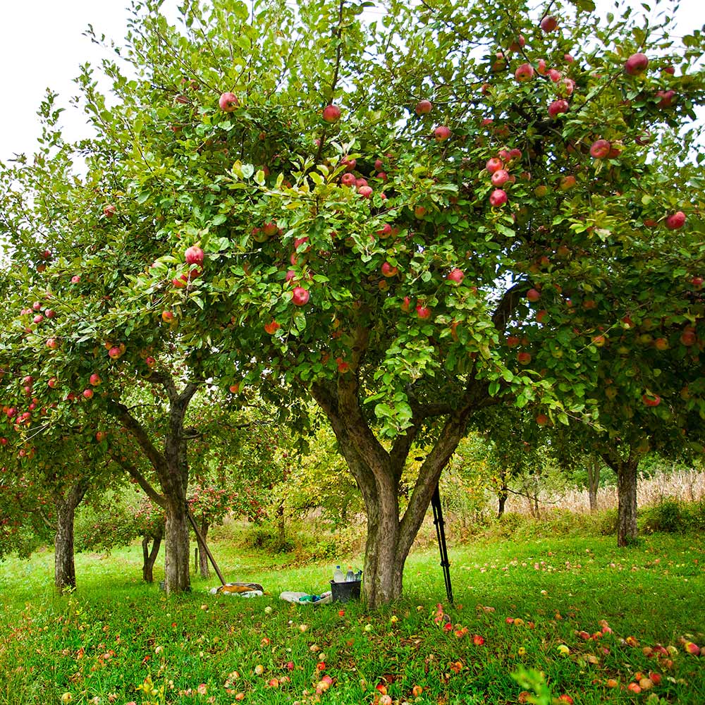 Growing apples in the home garden