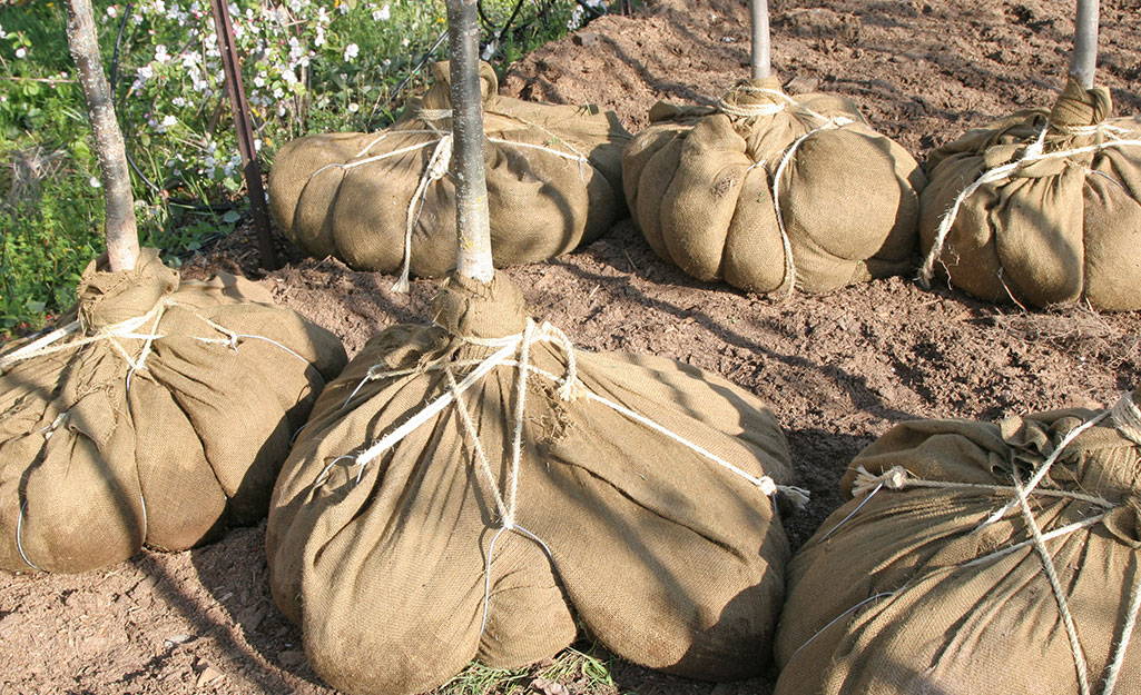 Burlap covers the root balls of six small trees.