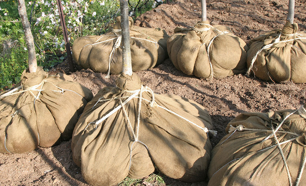 apple seedling growth