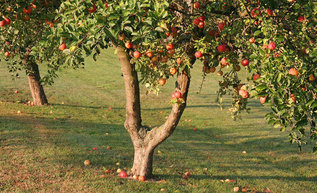 Apple hang from trees full of fruit.