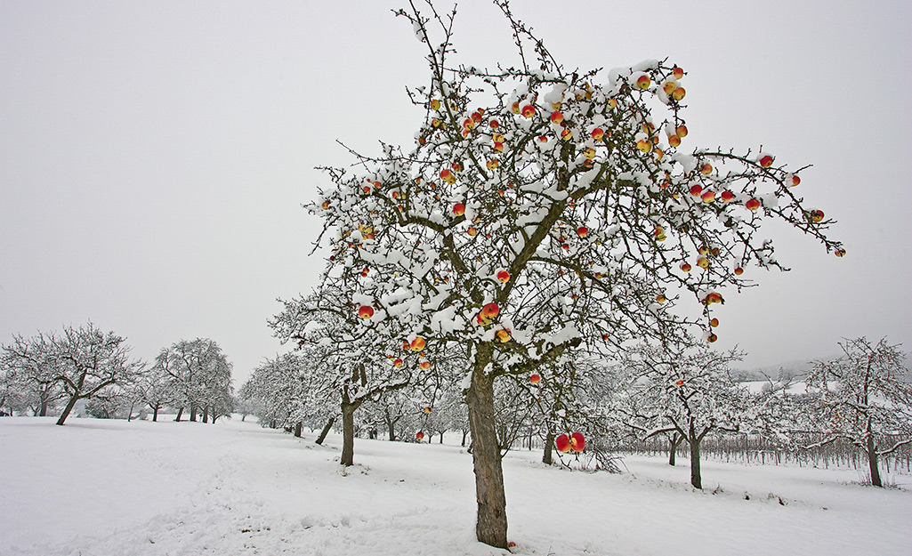 An apple tree stands in snow-covered orchard.