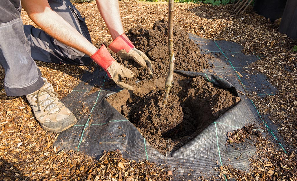 A person add dirt around the root ball of a tree being planted.