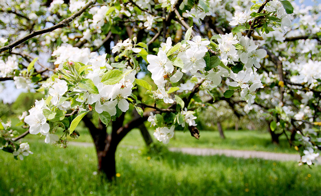 White blooms fill the branches of an apple tree.
