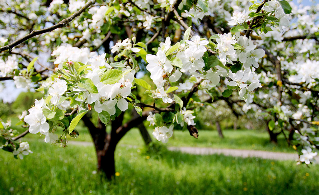 The apple-tree . Apples. 20 THE APPLE-TREE comely blossom, fragrant and  pinky white, flatly spread to the sky, carrying the spirit of the cool of  the spring. What concerns us now