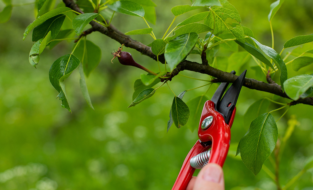 A person prunes a tree.