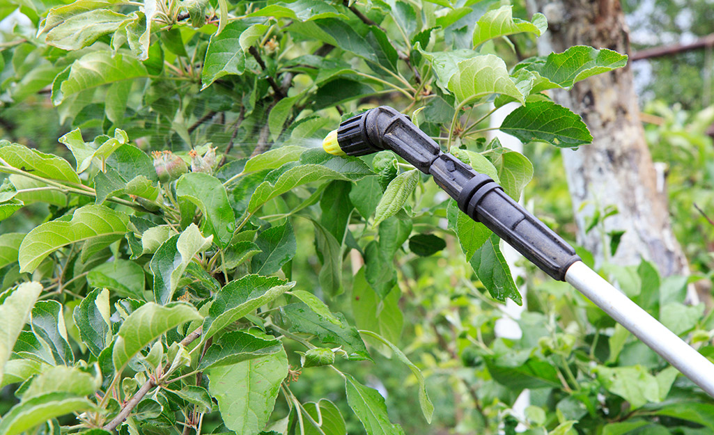 A person sprays a tree.