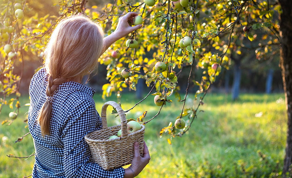 A woman wearing a checked shirt picks apple an apple with one hand and holds a basket of apples with the other.