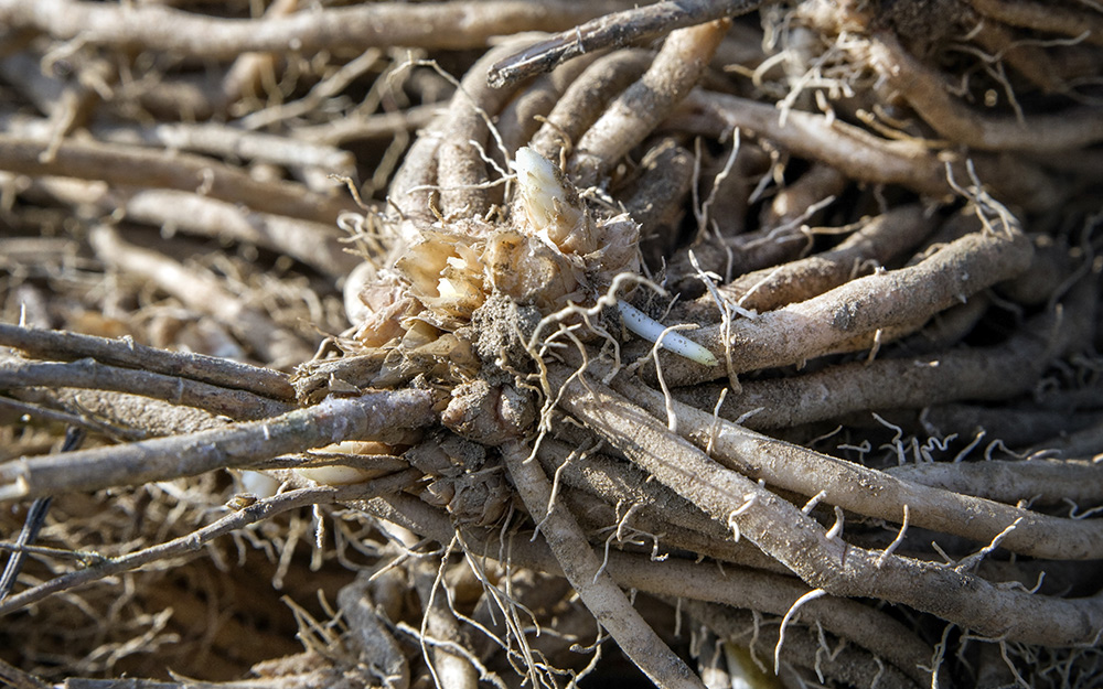 asparagus root