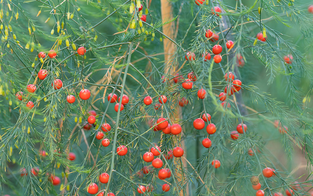 Red berries on female asparagus. Red berries on female asparagus.